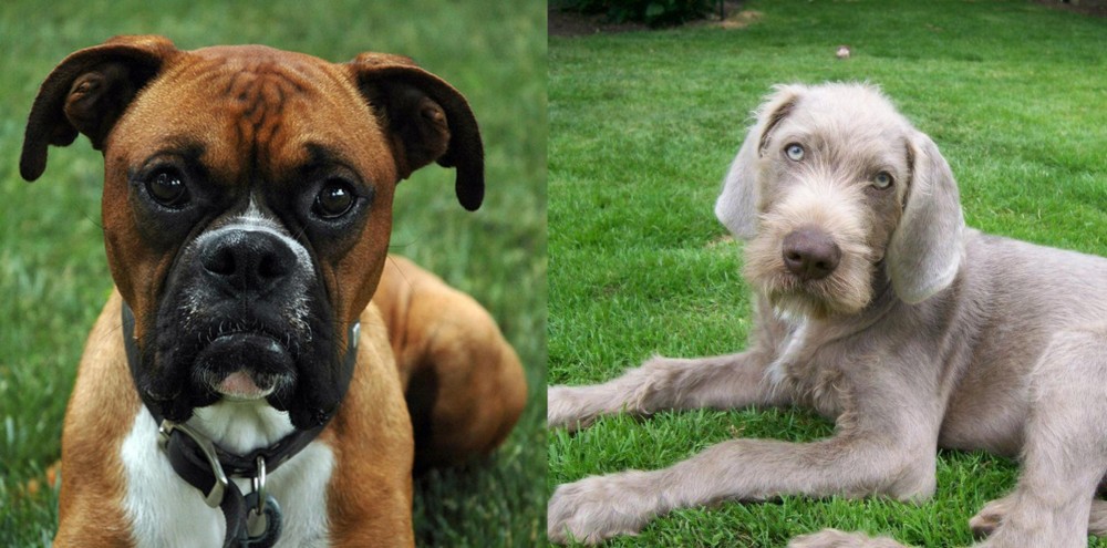 Slovakian Rough Haired Pointer vs Boxer - Breed Comparison