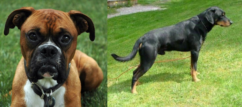 Smalandsstovare vs Boxer - Breed Comparison