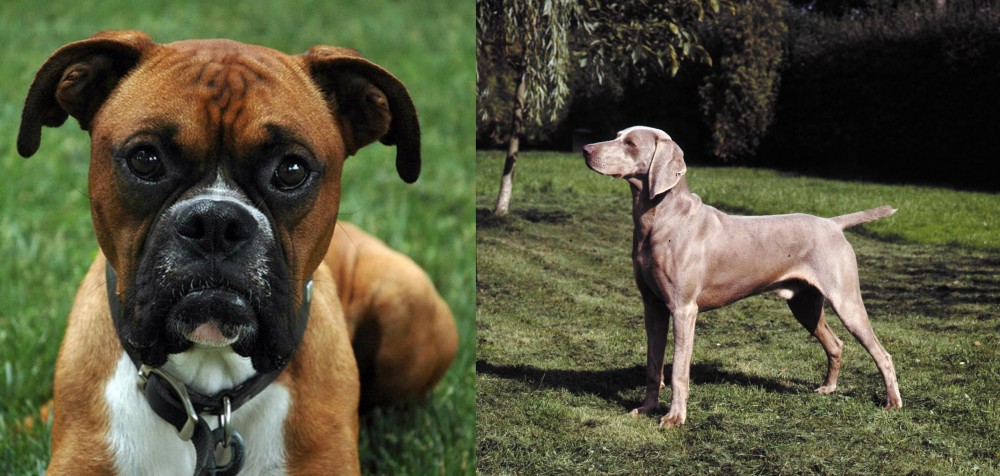 Smooth Haired Weimaraner vs Boxer - Breed Comparison