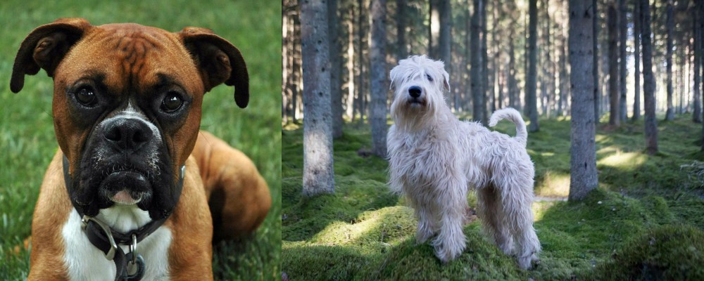 Soft-Coated Wheaten Terrier vs Boxer - Breed Comparison