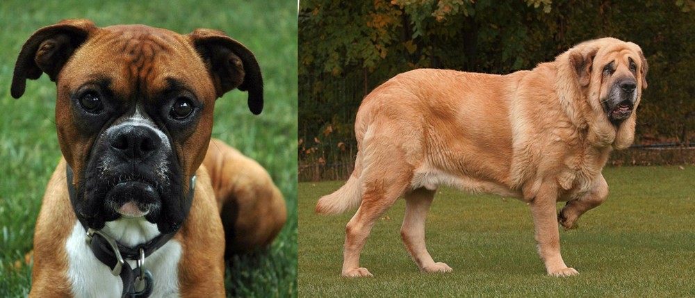 Spanish Mastiff vs Boxer - Breed Comparison