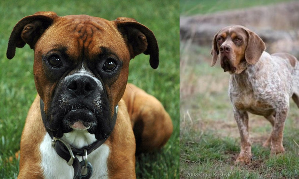 Spanish Pointer vs Boxer - Breed Comparison