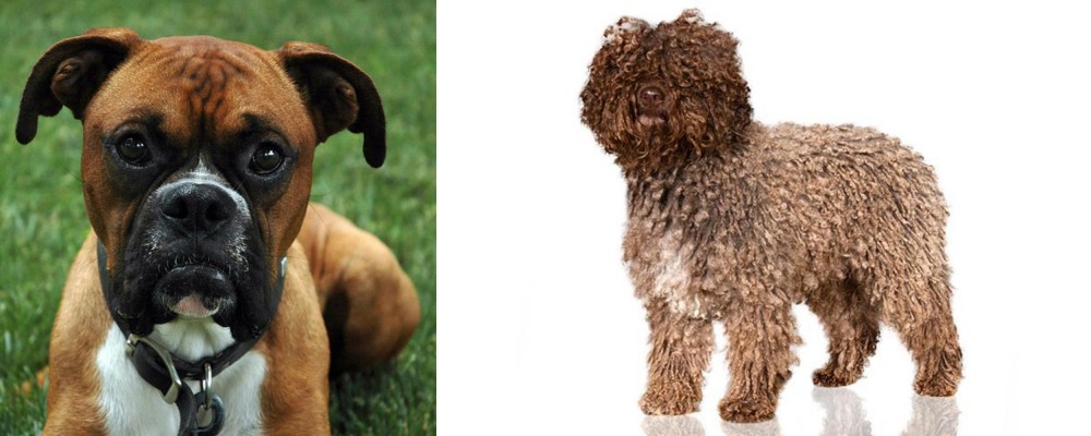 Spanish Water Dog vs Boxer - Breed Comparison