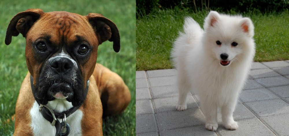 Spitz vs Boxer - Breed Comparison