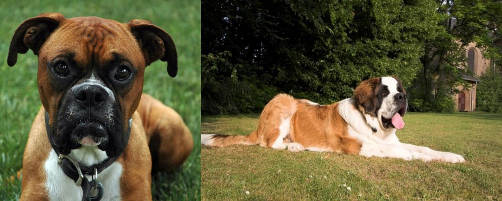 St. Bernard vs Boxer - Breed Comparison