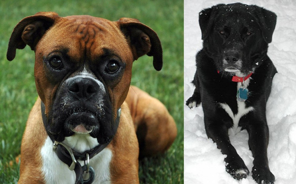 St. John's Water Dog vs Boxer - Breed Comparison
