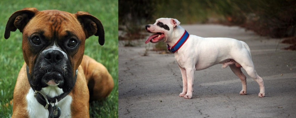 Staffordshire Bull Terrier vs Boxer - Breed Comparison