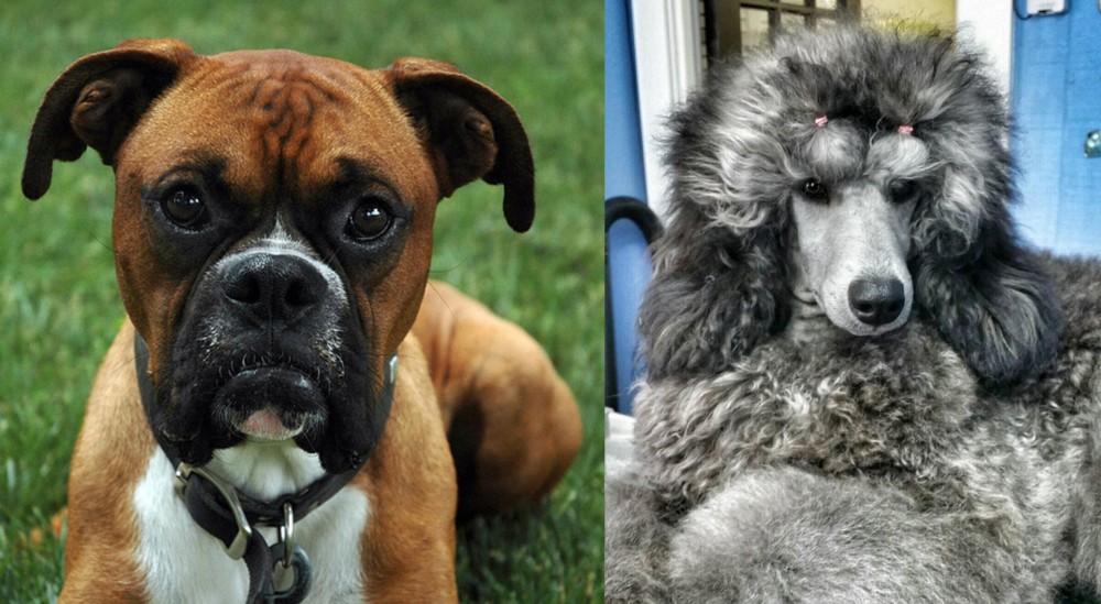 Standard Poodle vs Boxer - Breed Comparison