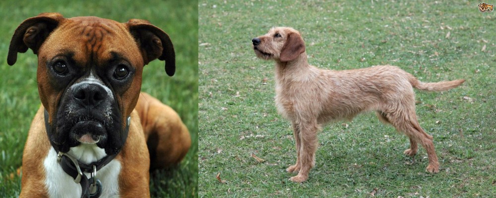 Styrian Coarse Haired Hound vs Boxer - Breed Comparison