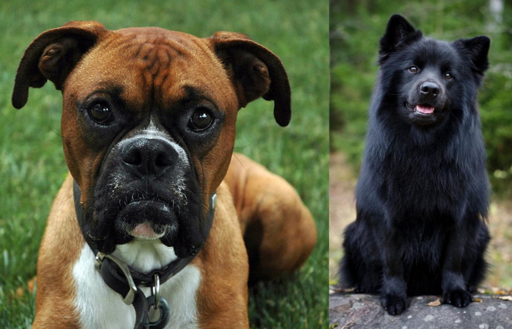 Swedish Lapphund vs Boxer - Breed Comparison