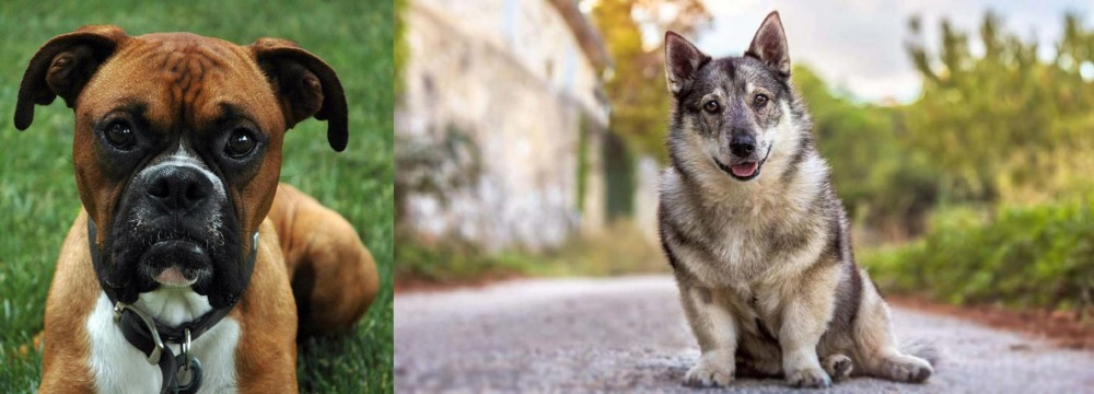 Swedish Vallhund vs Boxer - Breed Comparison