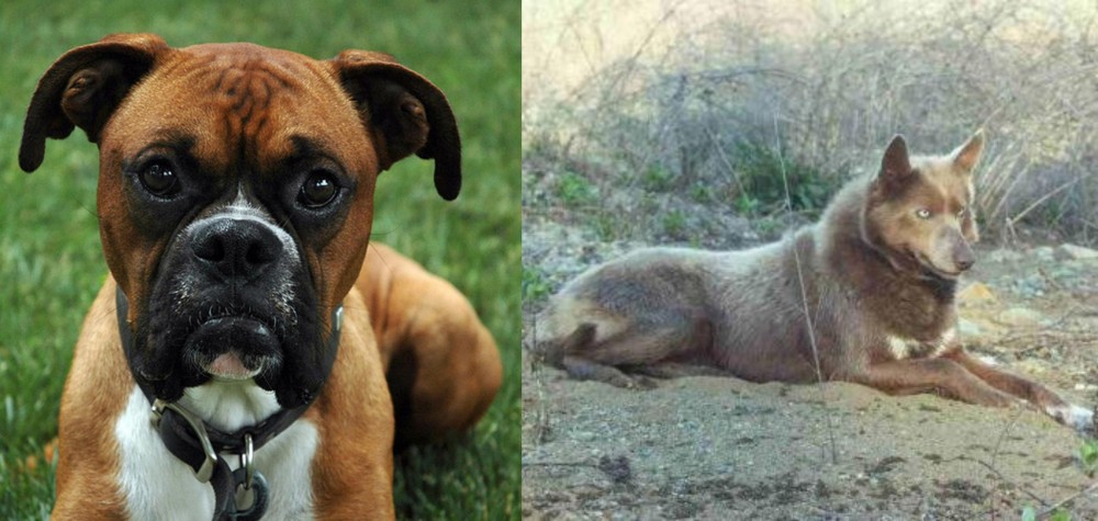 Tahltan Bear Dog vs Boxer - Breed Comparison