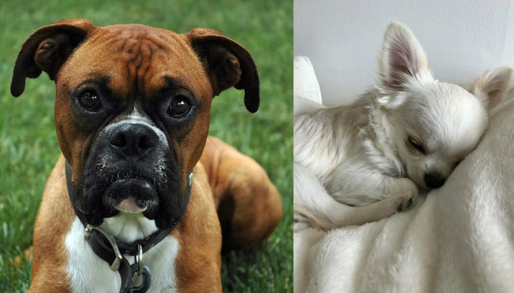 Tea Cup Chihuahua vs Boxer - Breed Comparison