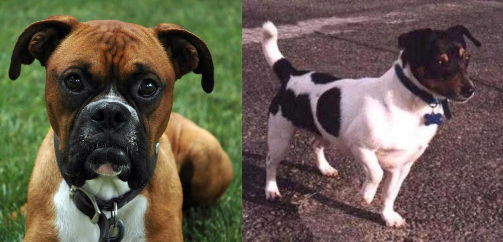 Teddy Roosevelt Terrier vs Boxer - Breed Comparison