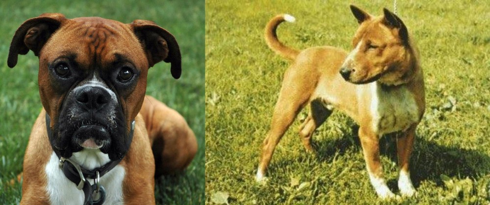 Telomian vs Boxer - Breed Comparison
