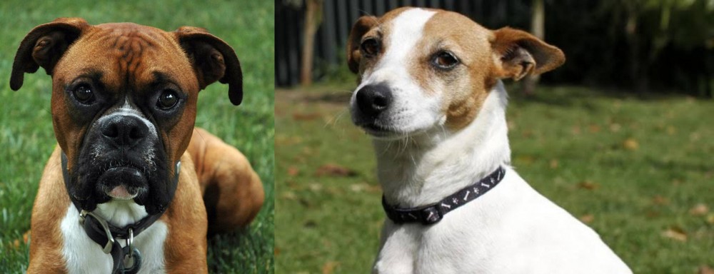 Tenterfield Terrier vs Boxer - Breed Comparison