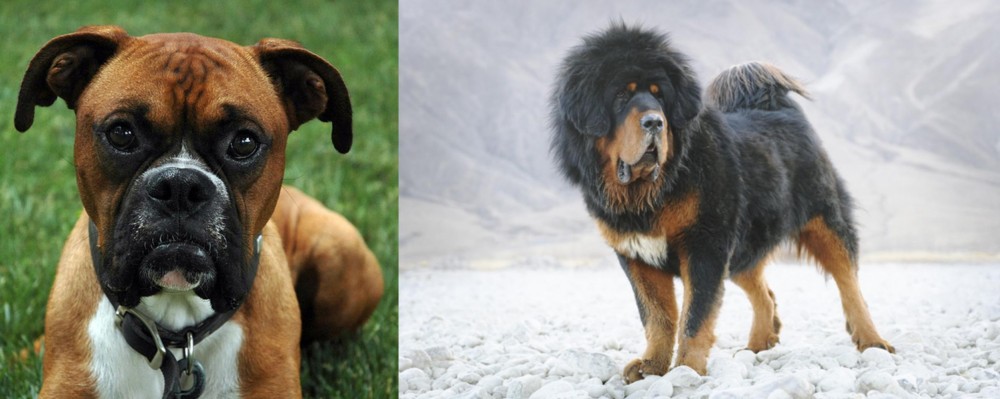 Tibetan Mastiff vs Boxer - Breed Comparison