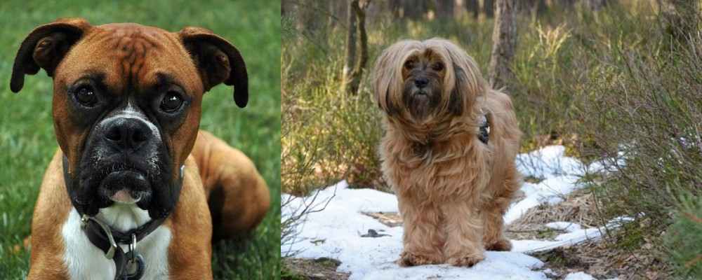 Tibetan Terrier vs Boxer - Breed Comparison