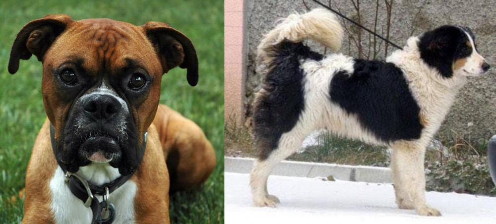 Tornjak vs Boxer - Breed Comparison