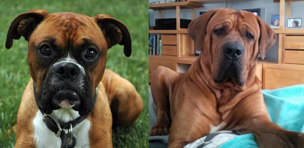 Tosa vs Boxer - Breed Comparison