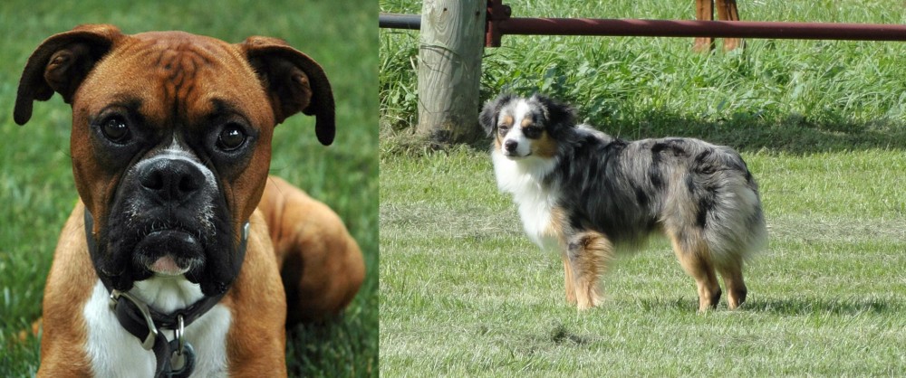 Toy Australian Shepherd vs Boxer - Breed Comparison