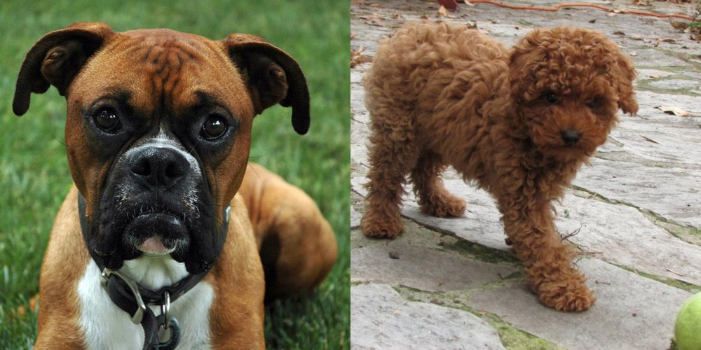 Toy Poodle vs Boxer - Breed Comparison