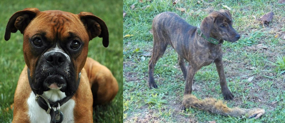 Treeing Cur vs Boxer - Breed Comparison
