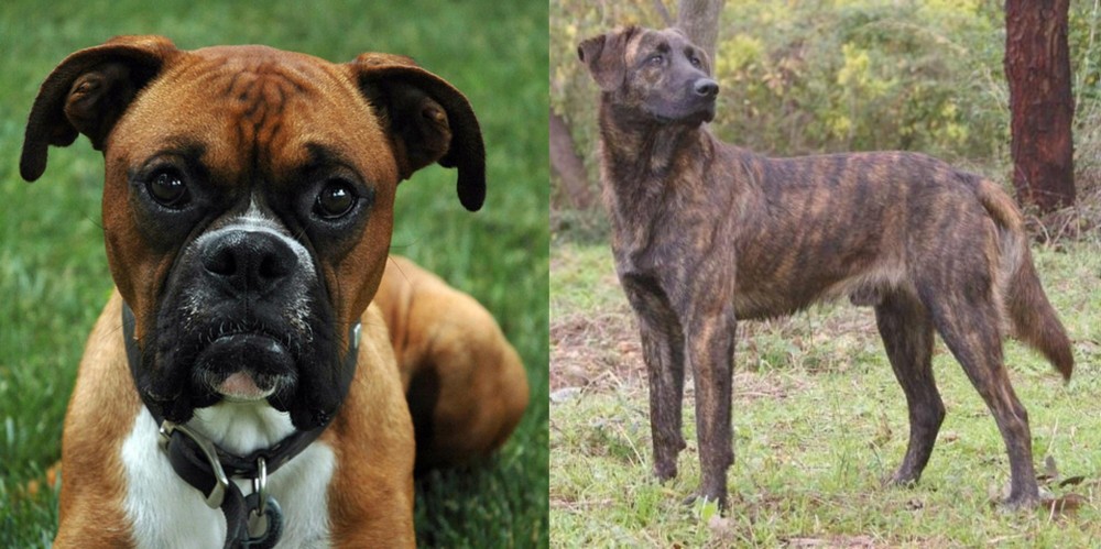 Treeing Tennessee Brindle vs Boxer - Breed Comparison