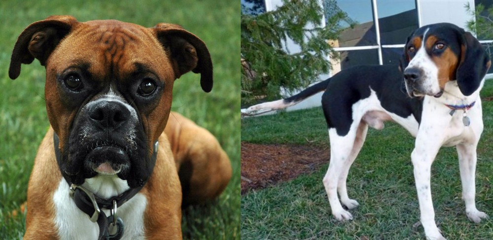 Treeing Walker Coonhound vs Boxer - Breed Comparison