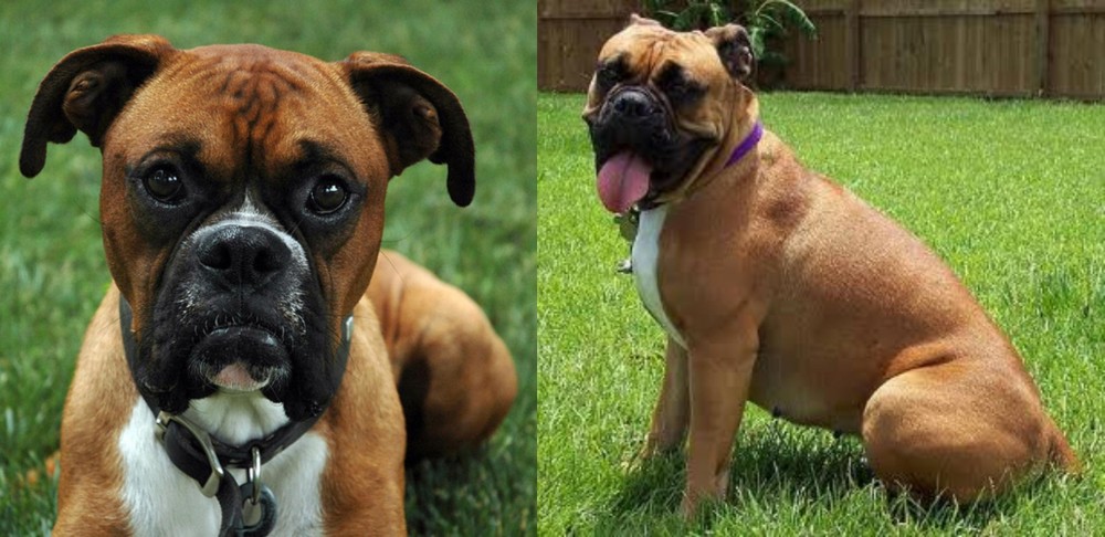 Valley Bulldog vs Boxer - Breed Comparison