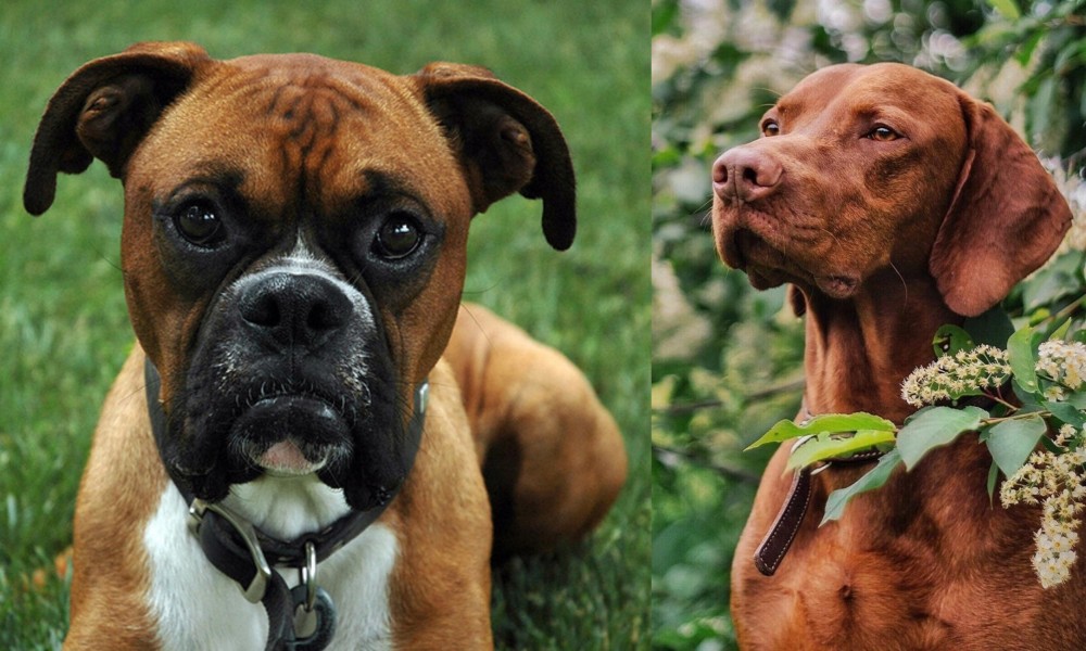Vizsla vs Boxer - Breed Comparison