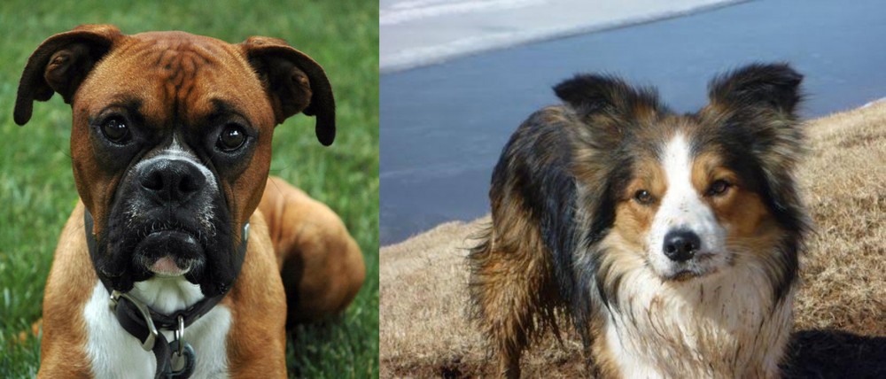 Welsh Sheepdog vs Boxer - Breed Comparison