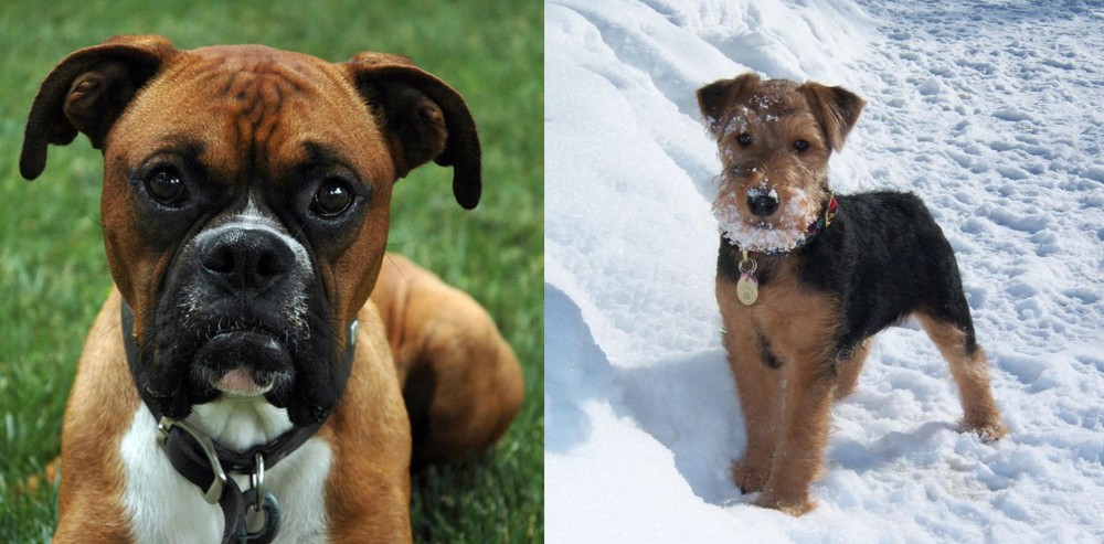Welsh Terrier vs Boxer - Breed Comparison