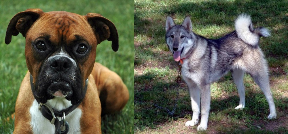 West Siberian Laika vs Boxer - Breed Comparison