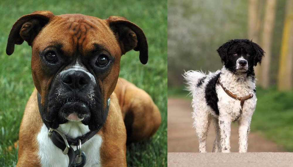 Wetterhoun vs Boxer - Breed Comparison