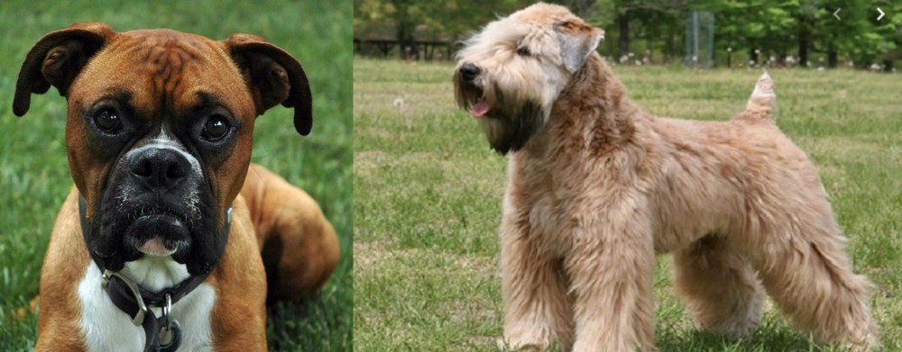 Wheaten Terrier vs Boxer - Breed Comparison