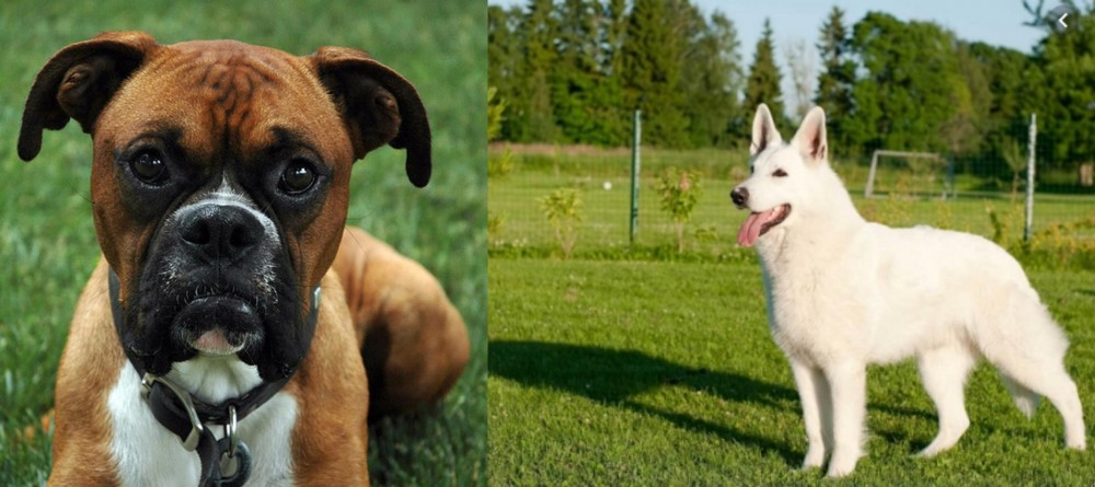 White Shepherd vs Boxer - Breed Comparison