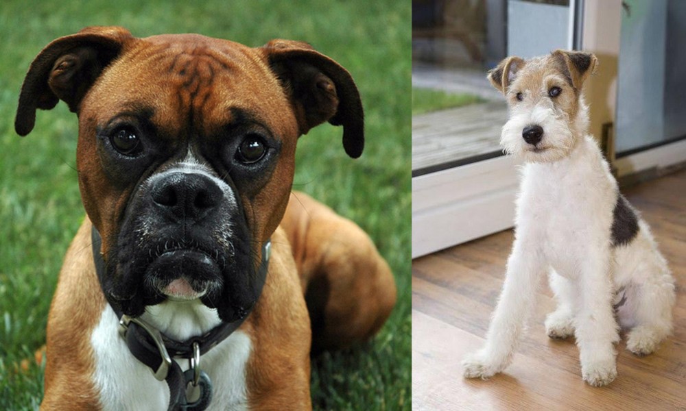 Wire Fox Terrier vs Boxer - Breed Comparison