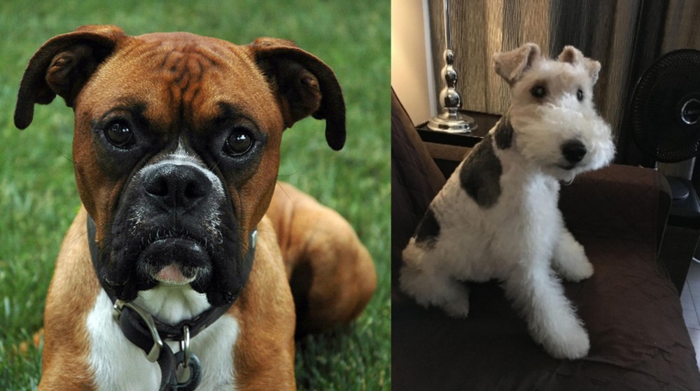 Wire Haired Fox Terrier vs Boxer - Breed Comparison