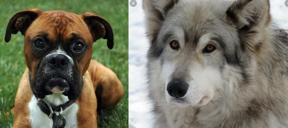 Wolfdog vs Boxer - Breed Comparison