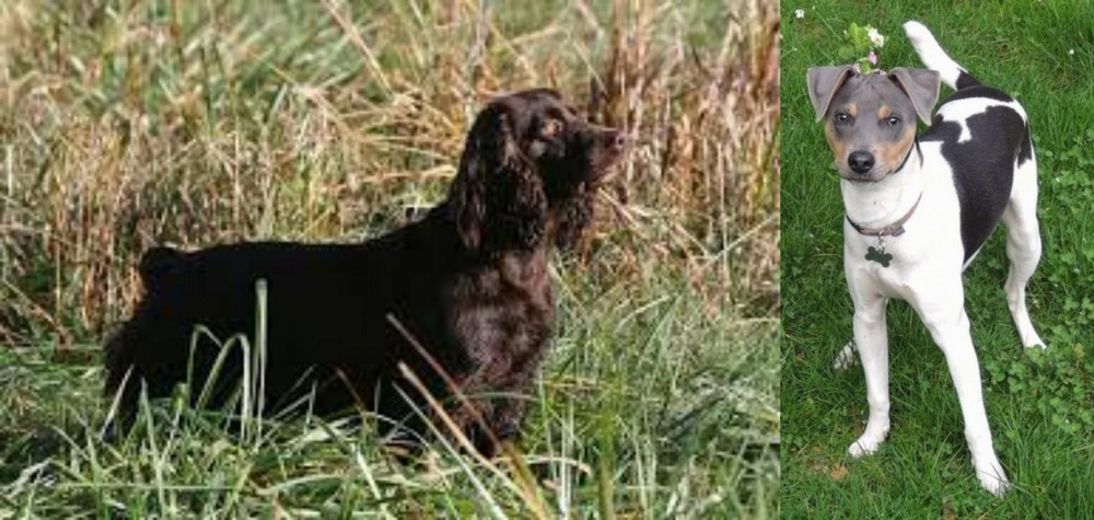 Brazilian Terrier vs Boykin Spaniel - Breed Comparison