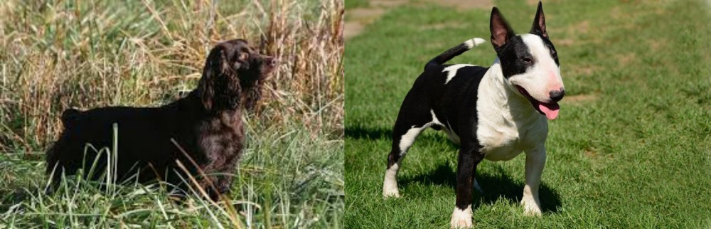 Bull Terrier Miniature vs Boykin Spaniel - Breed Comparison