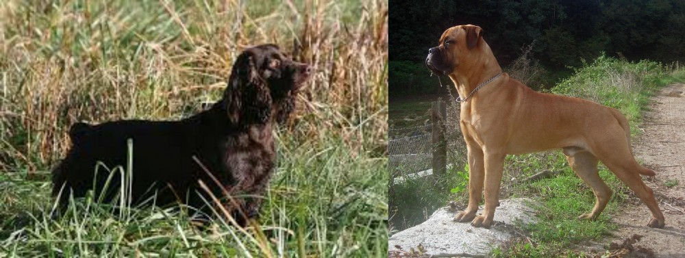 Bullmastiff vs Boykin Spaniel - Breed Comparison