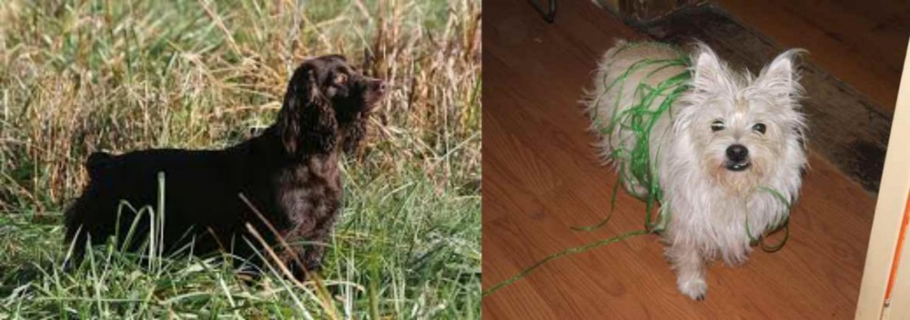 Cairland Terrier vs Boykin Spaniel - Breed Comparison