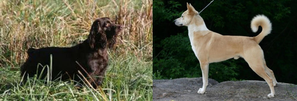 Canaan Dog vs Boykin Spaniel - Breed Comparison