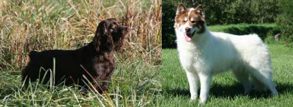 Canadian Eskimo Dog vs Boykin Spaniel - Breed Comparison