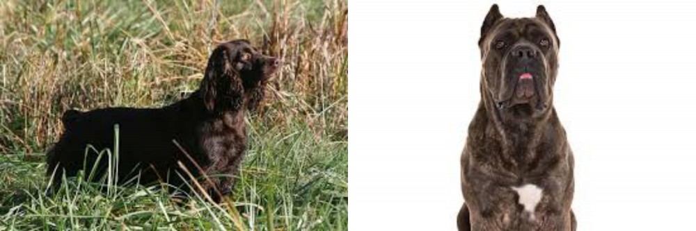 Cane Corso vs Boykin Spaniel - Breed Comparison