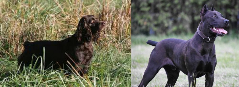 Canis Panther vs Boykin Spaniel - Breed Comparison