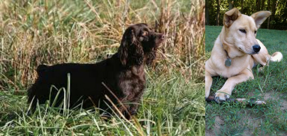 Carolina Dog vs Boykin Spaniel - Breed Comparison
