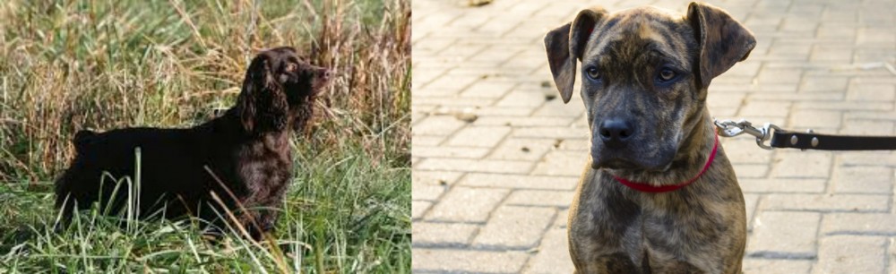 Catahoula Bulldog vs Boykin Spaniel - Breed Comparison